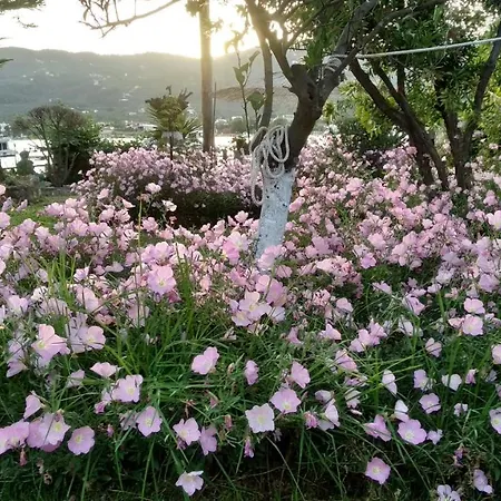 Skiathos Riviera 아파트